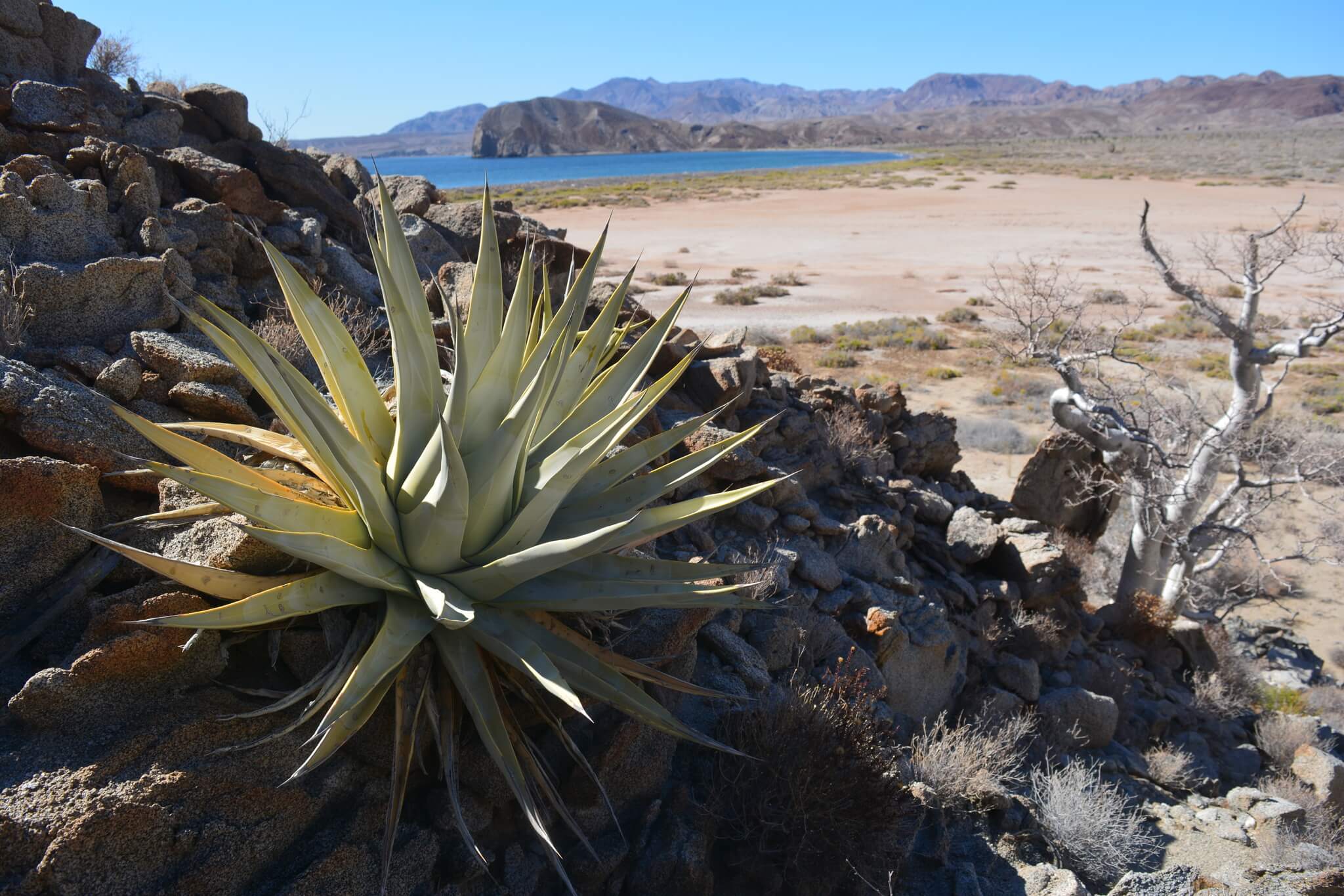 Agave cerulata